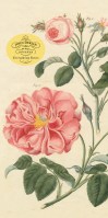 John Derian Paper Goods: Everything Roses Notepad